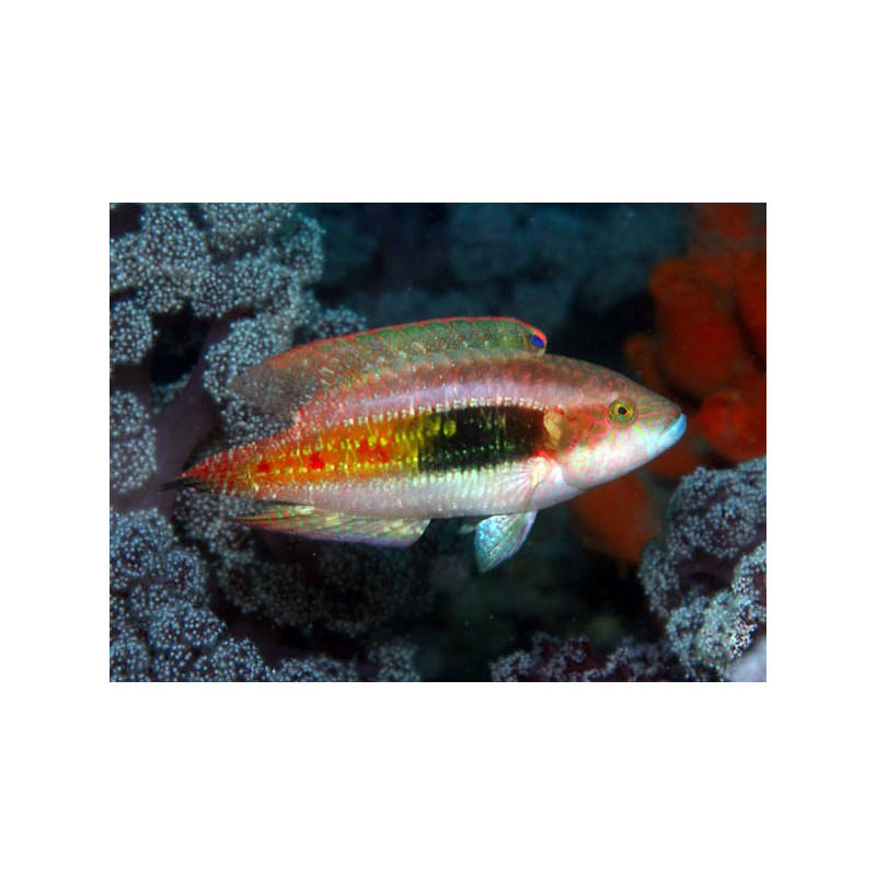 Oxycheilinus bimaculatus 6-8cm 37,90 €