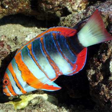 Codeodon fasciata 5-7 cm (fokken)