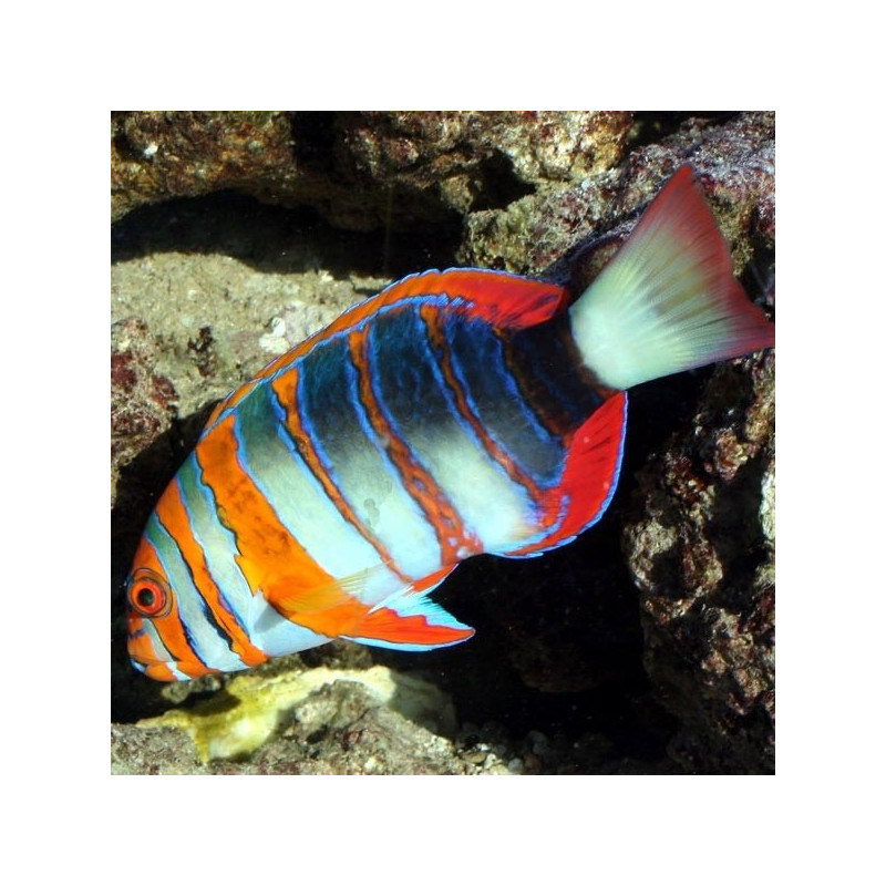 Codeodon fasciata 5-7 cm (fokken)