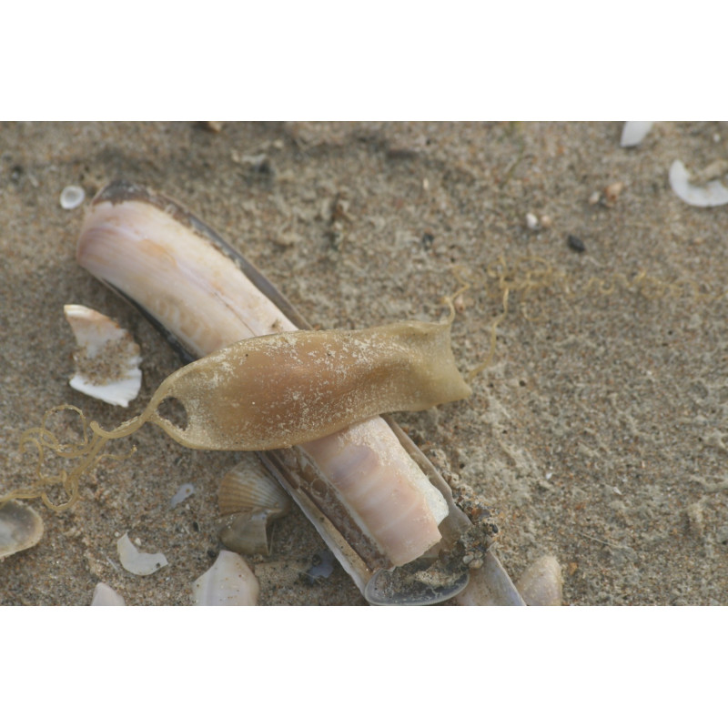 Chyloscyllum punctatum (marron et blanc) 20-25  cm