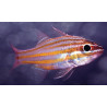 Apogon cyanosoma - Ostorhinchus cyanosoma : 2-3 cm