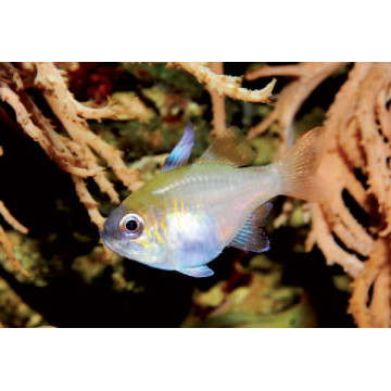Apogon leptacanthus* - Zoramia leptacantha : 2 à 4 cm