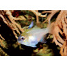 Apogon leptacanthus* - Zoramia leptacantha : 2 à 4 cm