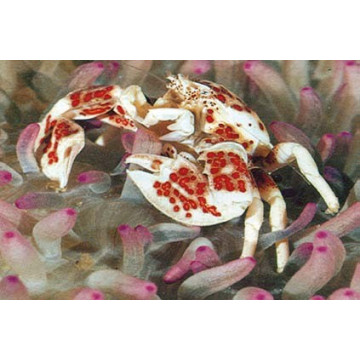 Neopetrolisthes maculatus - Crabe anémone