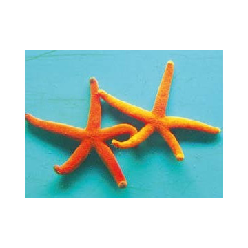 Echinaster Luzonicus - rode sterren 5-7 cm