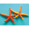 Echinaster Luzonicus - rode sterren 5-7 cm