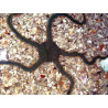Ophiariachna Incassata - Harig Groene Ophiure Lot van 2