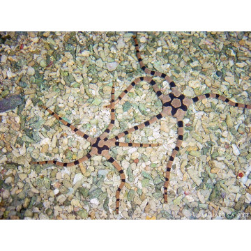 Ophiolepis superba - Ophiures à pattes lisses tigrées 6-10 cm