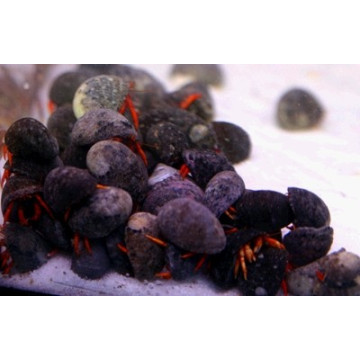 Clibanarius rutilus - Bernard l'ermite rouge nain (lot de 5)