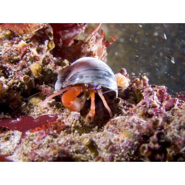 Clibanarius signatus - Bernard l'Ermite commun (lot de 5)