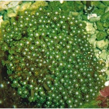 Alveopora gigas vert branchu 