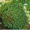 Alveopora gigas vert branchu 