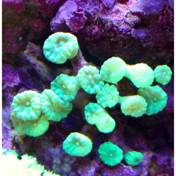 Caulastrea curvata vert métalique 3-5 cm (4 à 6 polypes)