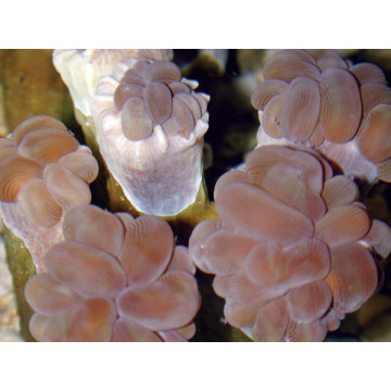 Plerogyra simplex corail bulles branchu 6-9 cm