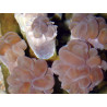 Plerogyra simplex corail bulles branchu 6-9 cm