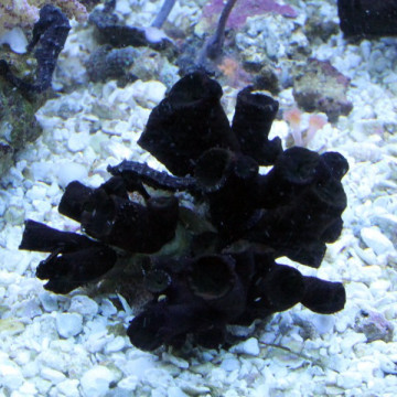 Tubastrea micrantha-corail soleil noir 4-7 cm