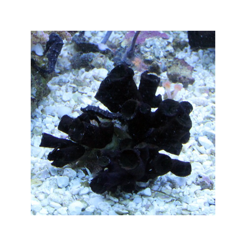 Tubastrea micrantha-corail soleil noir 5-7 cm