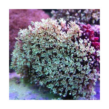 Tubipora musica-corail orgue vert 10-12 cm 49,50 €