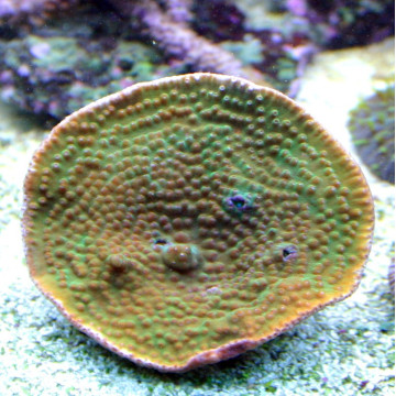Turbinaria reniformis mauve a polypes jaunes 10 cm