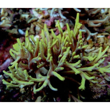 Acropora Suharsonoi geel 4-5 cm