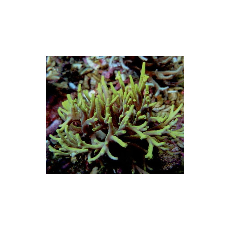 Acropora Suharsonoi geel 4-5 cm