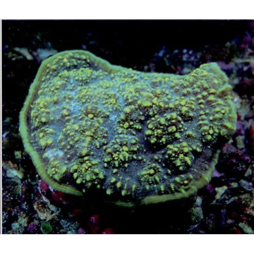 Echinophyllia Aspera Green 4-5 cm