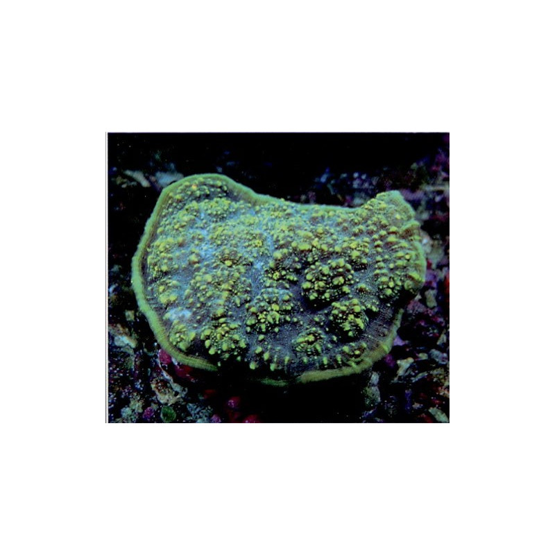 Echinophyllia Aspera Green 4-5 cm