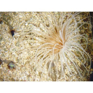 Cerianthus orange 4-6 cm