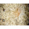 Cerianthus orange 4-6 cm
