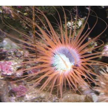 Cerianthus sp-Cerianthe Orange