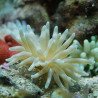 Condylactis Passiflora - Condylactis gigantea - anémone à longues tentacules des Caraïbes