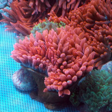 Entacmea quadricolor - anémone à tentacules rondes rouge  (8-10 cm deployée)