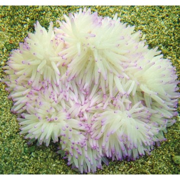 Heteractis crispa - Anémone à longues tentacules blanche 10-15 cm