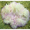 Heteractis crispa - Anémone à longues tentacules blanche 10-15 cm