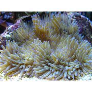 Heteractis crispa - Anémone à longues tentacules Blanchatre 10-15 cm 