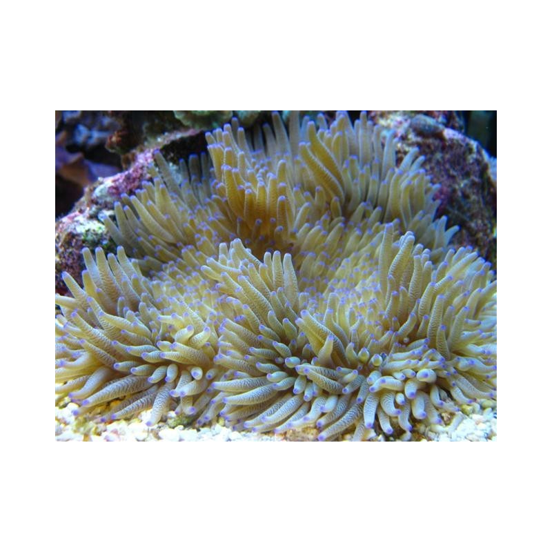 Heteractis Crispa - Lange witte nietjes Anemone 10-15 cm 