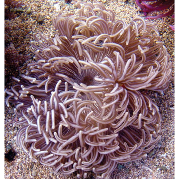 Macrodactyla doreensis - anémone beige à pied rouge 