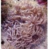 Macrodactyla doreensis - anémone beige à pied rouge 