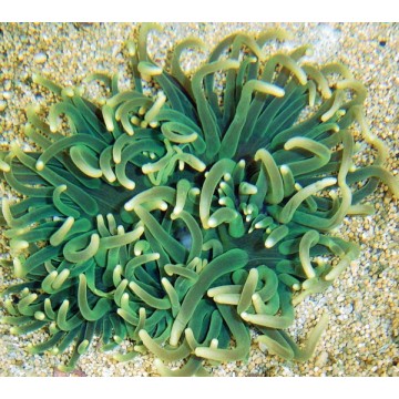 Macrodactyla doreensis - anémone verte clair à pied rouge