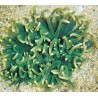 Macrodactyla Doreensis - Lichtgroene anemoon op voet rood