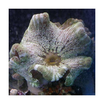 Stichodactyla haddoni - anémone carpette vert clair (12-15 cm)