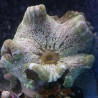 Stichodactyla haddoni - anémone carpette vert clair (12-15 cm)