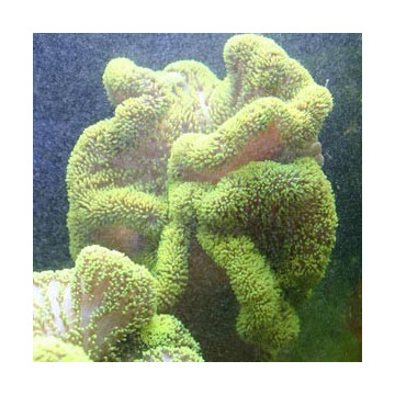 Stichodactyla Haddoni - anémone carpette vert fluo 15-20 cm