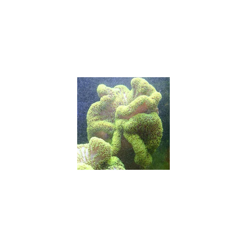 Stichodactyla Haddoni - anémone carpette vert fluo 15-20 cm