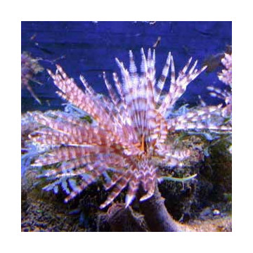 Megalomma vesiculosum lanigera - Spirographe commun  par 2