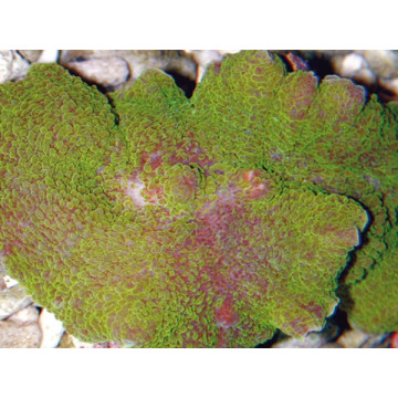 Rhodactis mussoides verts (10-12 cm) 75,00 €