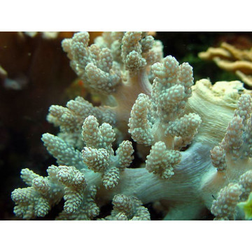 Capnella sp.-commun corail choux fleur 8-12cm