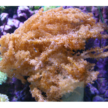Klyxum sp (alcyonum sp) -corail zachte veulen 8 cm