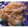 Klyxum sp (alcyonum sp) -corail zachte veulen 8 cm