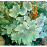 Sinularia Laurated Green 6-8 cm